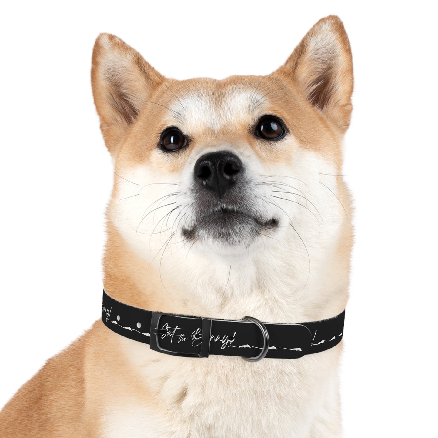 GET THE BUNNY Dog Collar