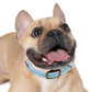 BUBBLES - DYLAN Dog Collar