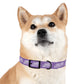 THERAPY DOG TEAM - Dog Collar