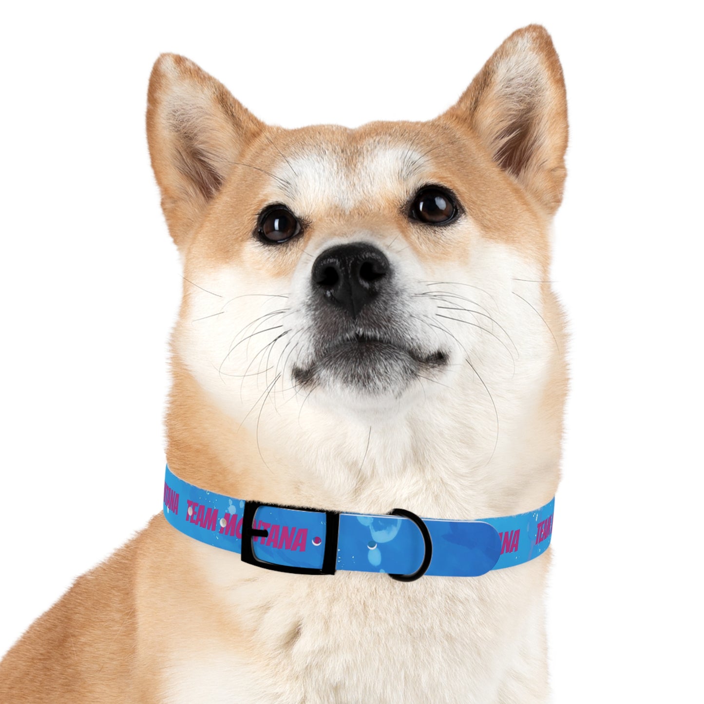 MONTANA NADD Dog Collar