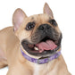 THERAPY DOG TEAM - Dog Collar