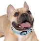 BUBBLES - DYLAN Dog Collar