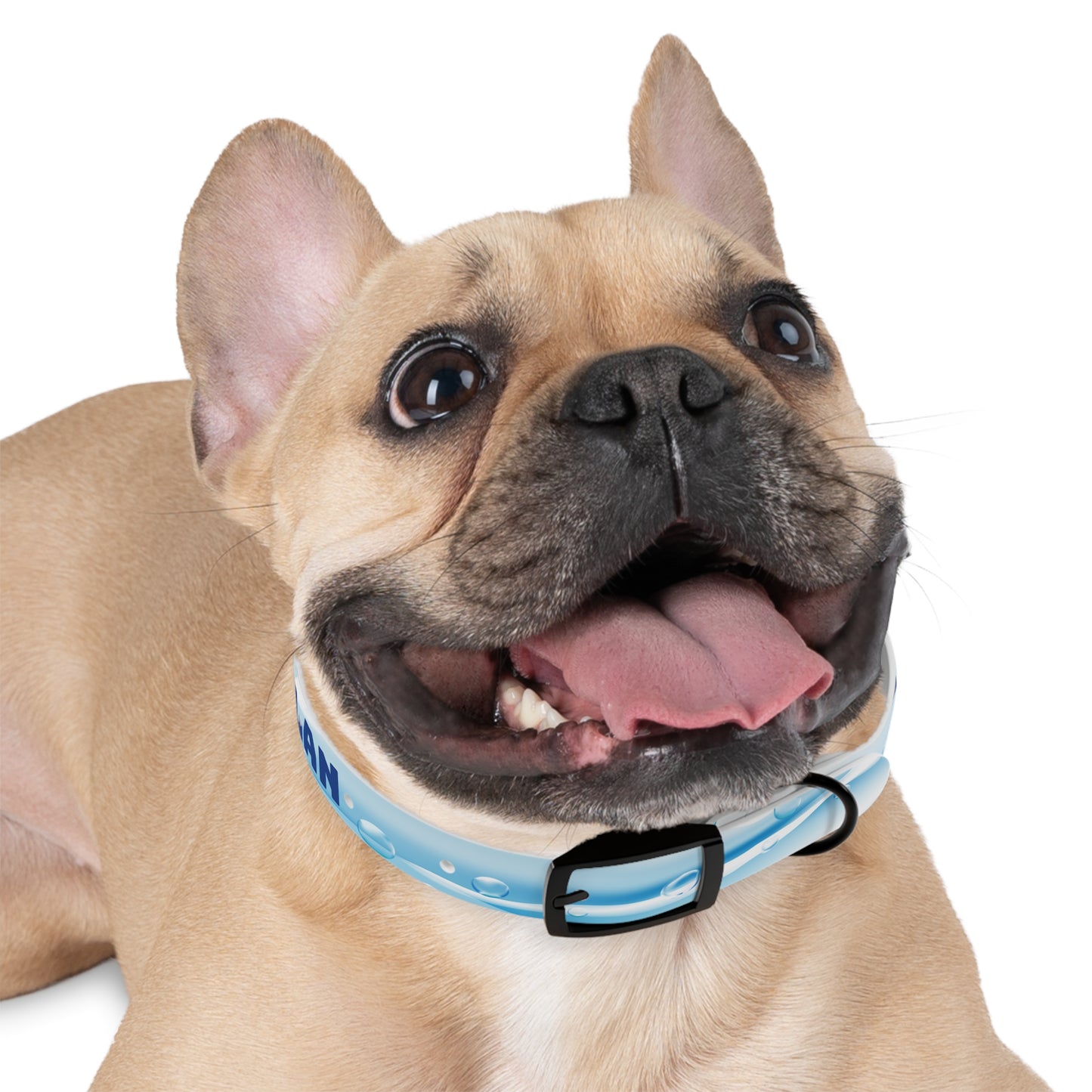 BUBBLES - DYLAN Dog Collar