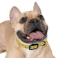 80S Summer Fun  Dog Collar