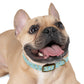 DIVING FROG  Dog Collar