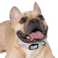 HOLIDAY LIGHTS Dog Collar