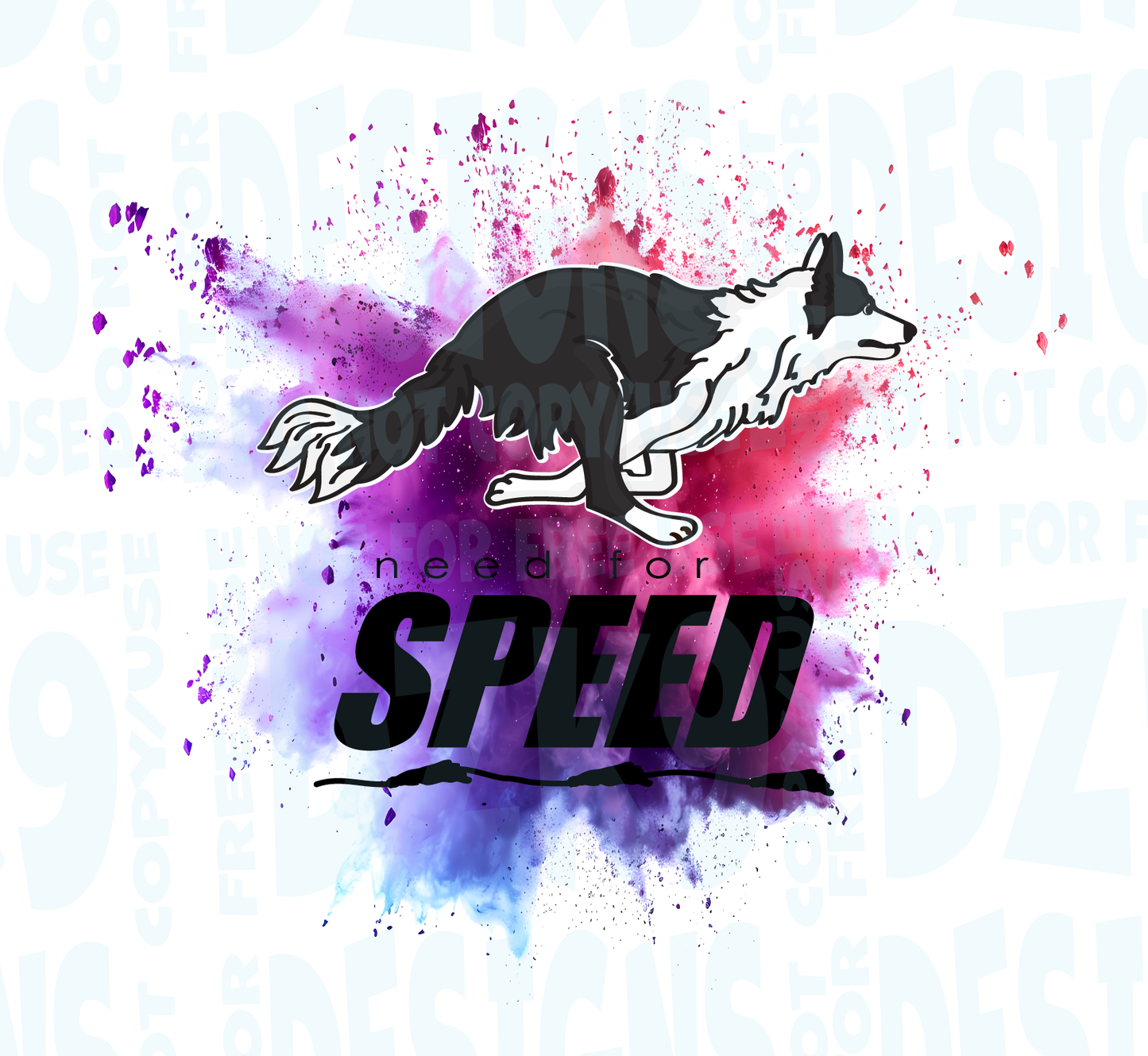 BORDER COLLIE  FAST CAT