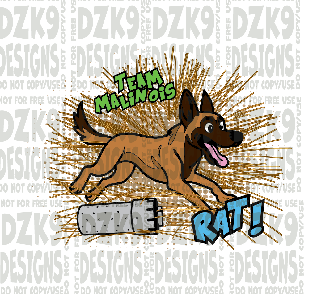 BARN HUNT - RAT! Malinois