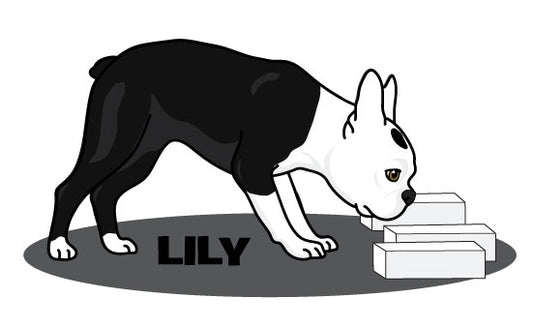 LILY BOSTON -   T-Shirts & More!