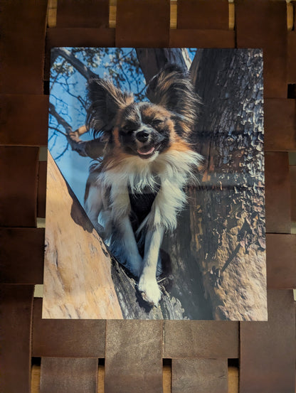BARK GALLERY  - MONTHLY BOX (3 MONTHS)
