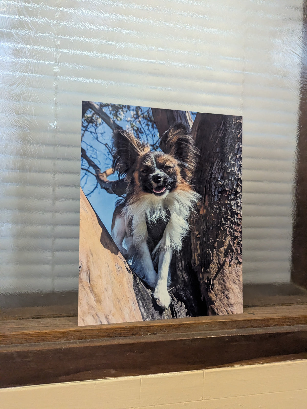 BARK GALLERY  - MONTHLY BOX (6 MONTHS)