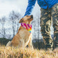 GROOVY PAWS  Dog Bandana