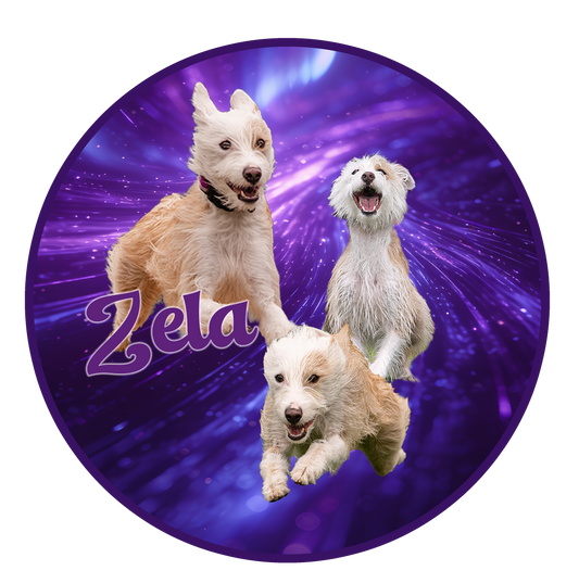 ZELA 2026 - Stickers & More!